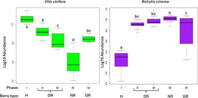 Botrytis cinerea causes different plant responses in grape (Vitis vinifera) berries during noble and grey rot: diverse metabolism versus simple defence